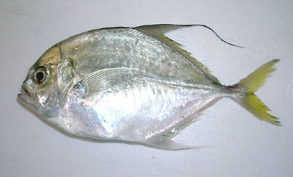 知恵の輪 さかな リュウキュウヨロイアジ