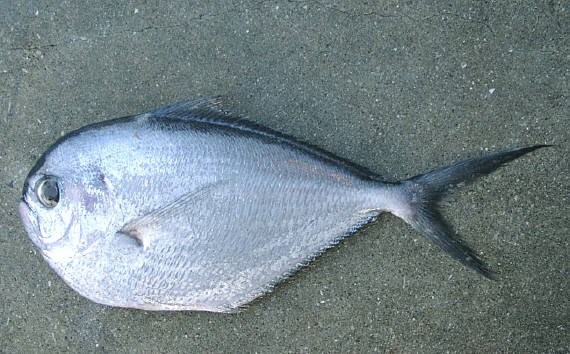 知恵の輪 さかな ヒメシマガツオ