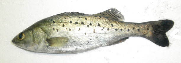 知恵の輪 さかな タイリクスズキ