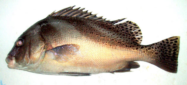 知恵の輪 さかな コショウダイ