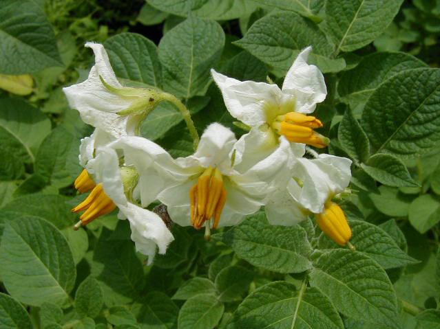 知恵の輪 これは 何の花５