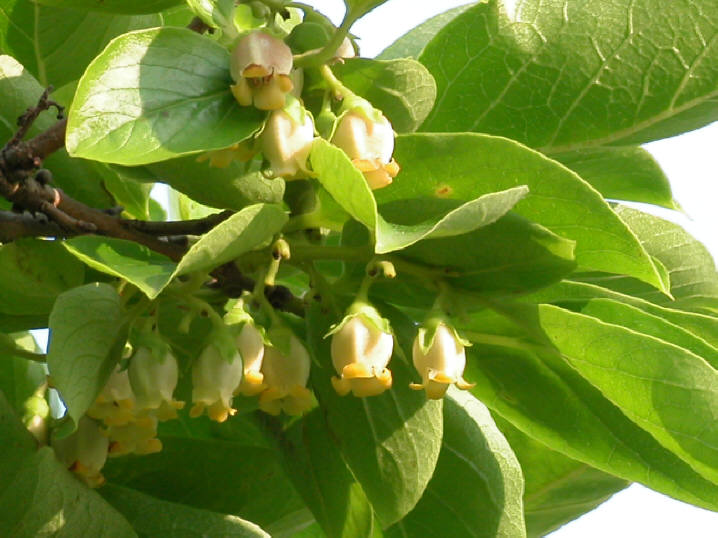 知恵の輪 柿の花 柿の花 雄花 おばな Htm