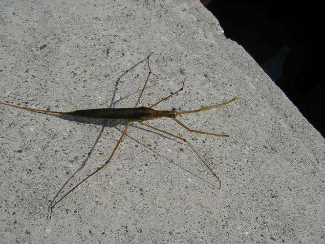 知恵の輪 ミズカマキリ 水