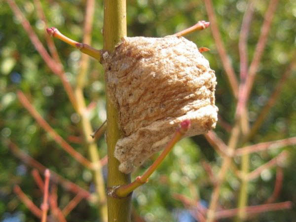 知恵の輪 カマキリの卵嚢