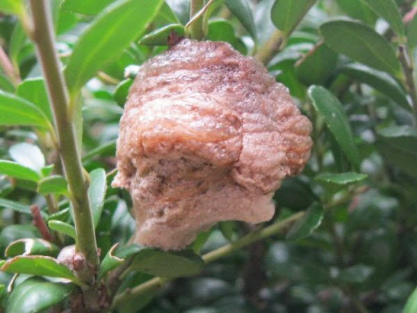 知恵の輪 カマキリの卵嚢