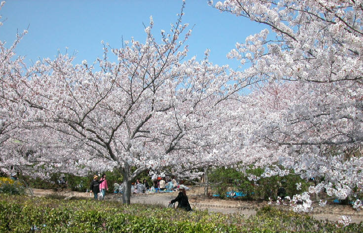 知恵の輪 きせつの歌 さくらさくら