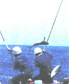 知恵の輪 鰹１本釣り ｎｏ 2