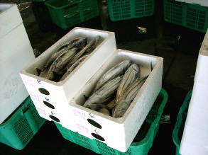 知恵の輪 魚を箱に入れる