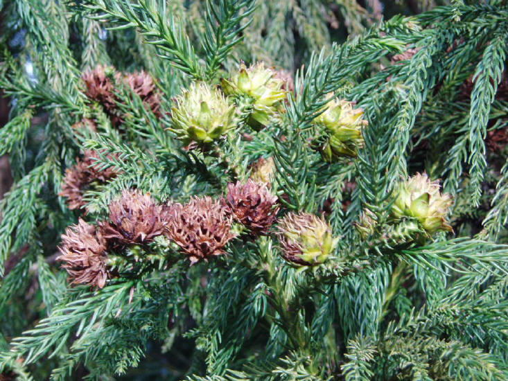 知恵の輪 杉 スギ の花 雌花