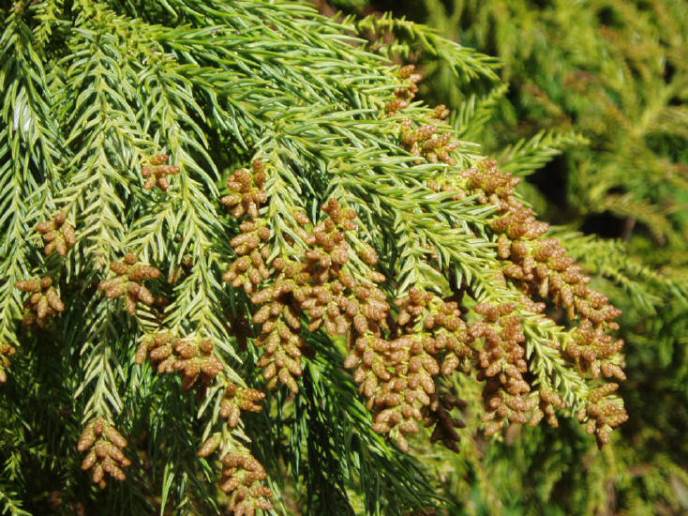知恵の輪 杉 スギ の花 雄花