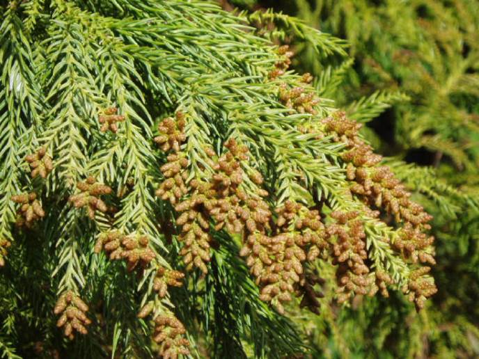 知恵の輪 杉 スギ の花 雄花