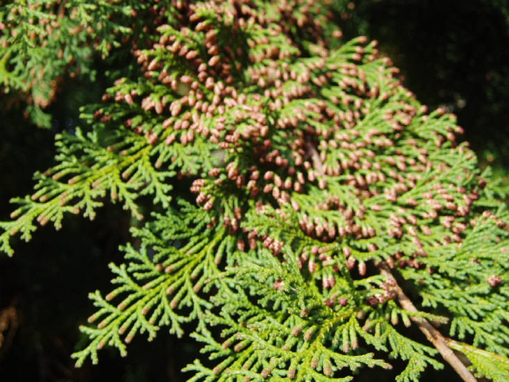 知恵の輪 桧 ヒノキ の花 雄花