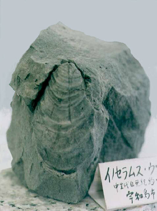 知恵の輪 化石 イノセラムス ３