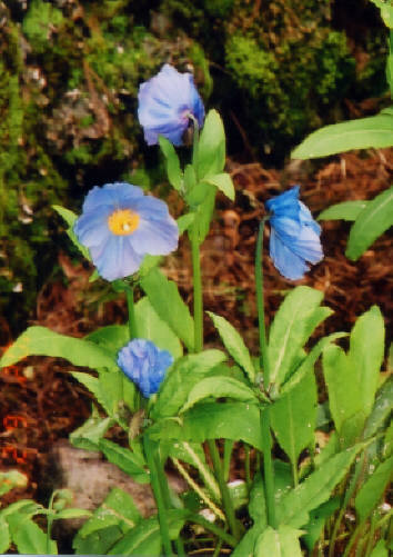 知恵の輪 ちょっとだけ珍しい花 ２