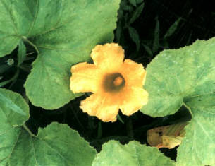 知恵の輪 なんの種や花や実 金糸瓜の花です Htm
