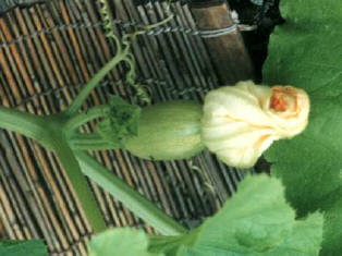 知恵の輪 なんの種や花や実 金糸瓜の花です Htm