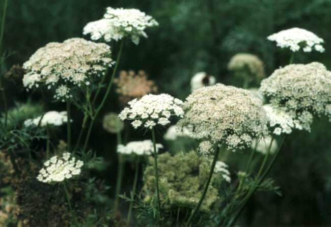 知恵の輪 なんの種や花や実 にんじんの花です Htm