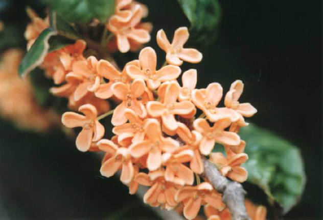 知恵の輪 秋の木の花 キンモクセイ