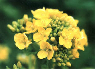 知恵の輪 春の草花 ナノハナ