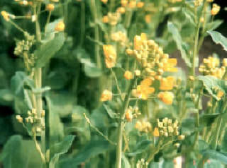 知恵の輪 春の草花 ナノハナ