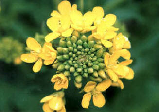 知恵の輪 春の草花 ナノハナ