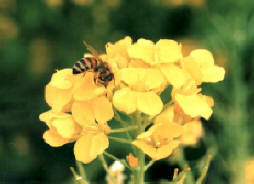知恵の輪 春の草花 ナノハナ