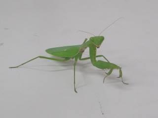 西宮市立上ケ原幼稚園 ニュース 園の様子