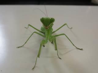 西宮市立上ケ原幼稚園 ニュース 園の様子
