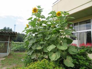 常陸大宮市立山方南小学校 ニュース 山方南小ニュース